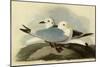 Kittiwakes-John James Audubon-Mounted Giclee Print