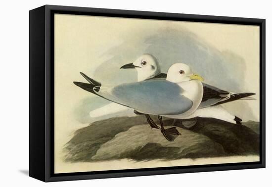 Kittiwakes-John James Audubon-Framed Stretched Canvas