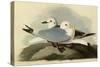 Kittiwakes-John James Audubon-Stretched Canvas