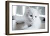 Kitty Blue-Cristina Carra Caso-Framed Photographic Print