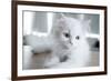 Kitty Blue-Cristina Carra Caso-Framed Photographic Print