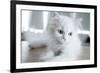 Kitty Blue-Cristina Carra Caso-Framed Photographic Print