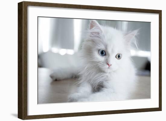 Kitty Blue-Cristina Carra Caso-Framed Photographic Print