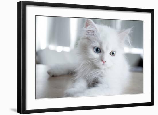 Kitty Blue-Cristina Carra Caso-Framed Photographic Print