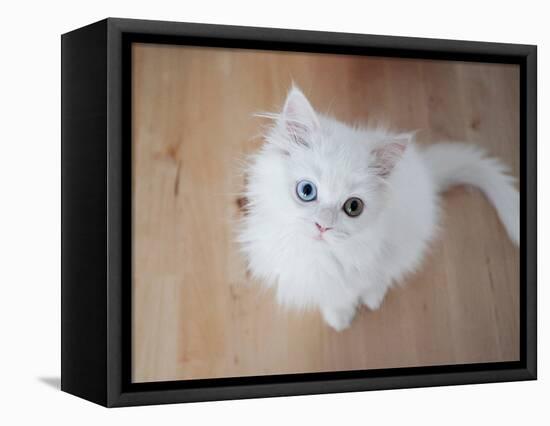 Kitty II-Cristina Carra Caso-Framed Stretched Canvas