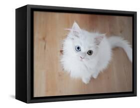 Kitty II-Cristina Carra Caso-Framed Stretched Canvas