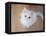 Kitty II-Cristina Carra Caso-Framed Stretched Canvas