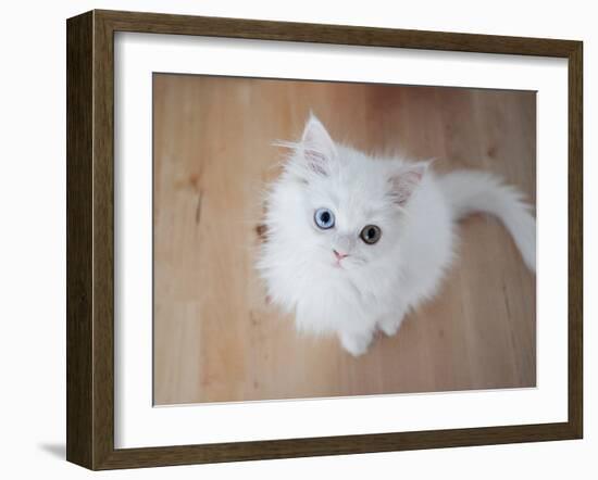 Kitty II-Cristina Carra Caso-Framed Photographic Print