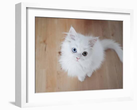 Kitty II-Cristina Carra Caso-Framed Photographic Print