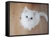 Kitty II-Cristina Carra Caso-Framed Stretched Canvas