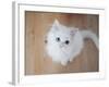 Kitty II-Cristina Carra Caso-Framed Photographic Print