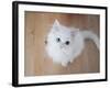 Kitty II-Cristina Carra Caso-Framed Photographic Print