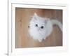 Kitty II-Cristina Carra Caso-Framed Photographic Print