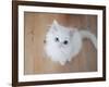 Kitty II-Cristina Carra Caso-Framed Photographic Print