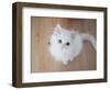 Kitty II-Cristina Carra Caso-Framed Photographic Print