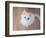 Kitty II-Cristina Carra Caso-Framed Photographic Print