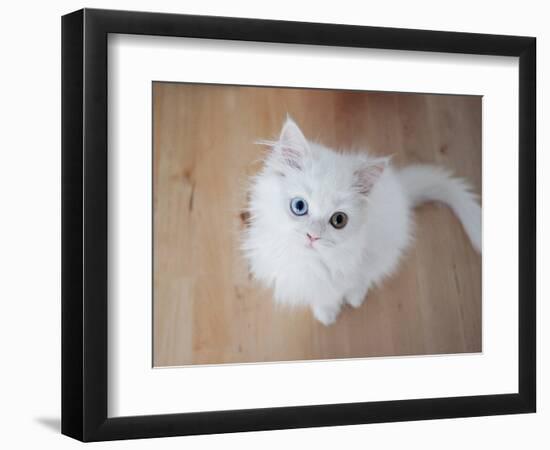 Kitty II-Cristina Carra Caso-Framed Photographic Print