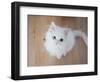 Kitty II-Cristina Carra Caso-Framed Photographic Print