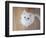 Kitty II-Cristina Carra Caso-Framed Photographic Print