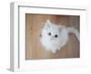 Kitty II-Cristina Carra Caso-Framed Photographic Print