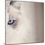 Kitty Kitty-Barbara Simmons-Mounted Photographic Print