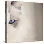 Kitty Kitty-Barbara Simmons-Stretched Canvas