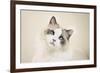 Kitty-Barbara Simmons-Framed Photographic Print