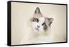 Kitty-Barbara Simmons-Framed Stretched Canvas