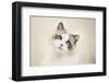 Kitty-Barbara Simmons-Framed Photographic Print