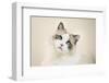 Kitty-Barbara Simmons-Framed Photographic Print