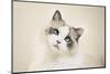 Kitty-Barbara Simmons-Mounted Photographic Print