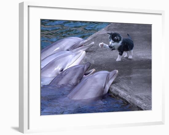 Kittykitty-Ata Alishahi-Framed Giclee Print