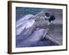 Kittykitty-Ata Alishahi-Framed Giclee Print