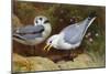 Kittywake Gulls-Archibald Thorburn-Mounted Giclee Print