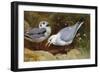 Kittywake Gulls-Archibald Thorburn-Framed Giclee Print