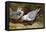 Kittywake Gulls-Archibald Thorburn-Framed Stretched Canvas