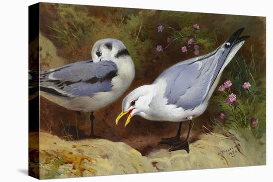Kittywake Gulls-Archibald Thorburn-Stretched Canvas
