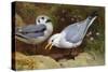 Kittywake Gulls-Archibald Thorburn-Stretched Canvas