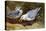 Kittywake Gulls-Archibald Thorburn-Stretched Canvas