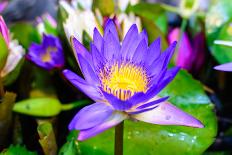 Beautiful Lotus-KitzCorner-Photographic Print
