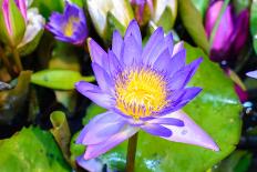 Beautiful Lotus-KitzCorner-Photographic Print