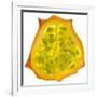 Kiwano Horned Melon Slice-Steve Gadomski-Framed Photographic Print