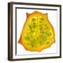 Kiwano Horned Melon Slice-Steve Gadomski-Framed Photographic Print