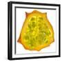 Kiwano Horned Melon Slice-Steve Gadomski-Framed Photographic Print