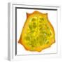 Kiwano Horned Melon Slice-Steve Gadomski-Framed Photographic Print