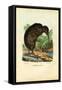 Kiwi, 1863-79-Raimundo Petraroja-Framed Stretched Canvas