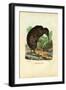 Kiwi, 1863-79-Raimundo Petraroja-Framed Giclee Print