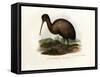 Kiwi, 1864-null-Framed Stretched Canvas