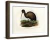 Kiwi, 1864-null-Framed Giclee Print