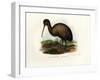 Kiwi, 1864-null-Framed Giclee Print